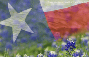 texas_flag_with_bluebonnetts